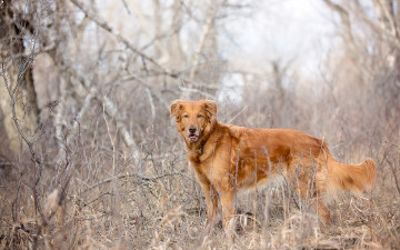 Картинка животные собаки взгляд
