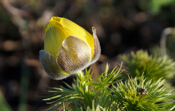 Картинка цветы анемоны +адонисы адонис бутон