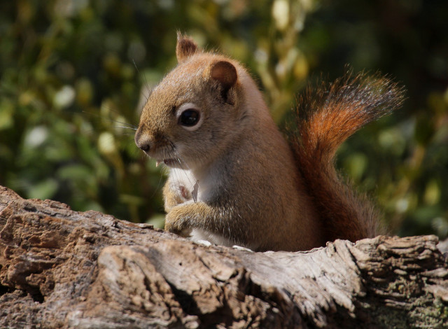 Обои картинки фото животные, белки, зверек