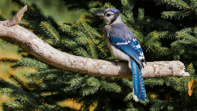 Обои картинки фото животные, сойки, хвост