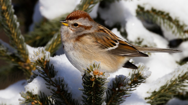 Обои картинки фото животные, воробьи, птичка