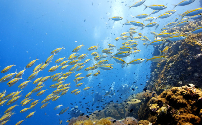 Обои картинки фото животные, рыбы, косяк