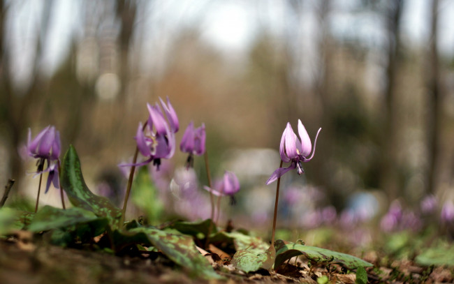 Обои картинки фото цветы, природа, весна