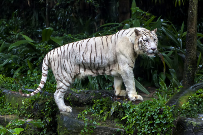 Обои картинки фото животные, тигры, хищник