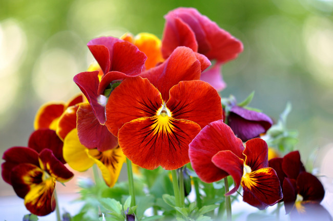 Обои картинки фото цветы, анютины глазки , садовые фиалки, фиалки