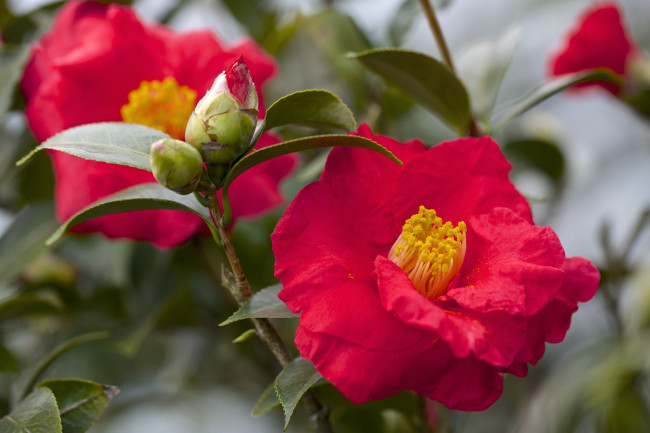 Обои картинки фото цветы, камелии, красный