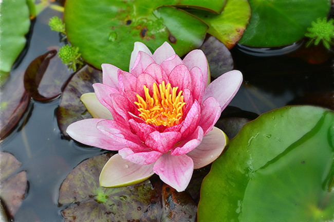 Обои картинки фото цветы, лилии водяные,  нимфеи,  кувшинки, водоём, цветок, листья