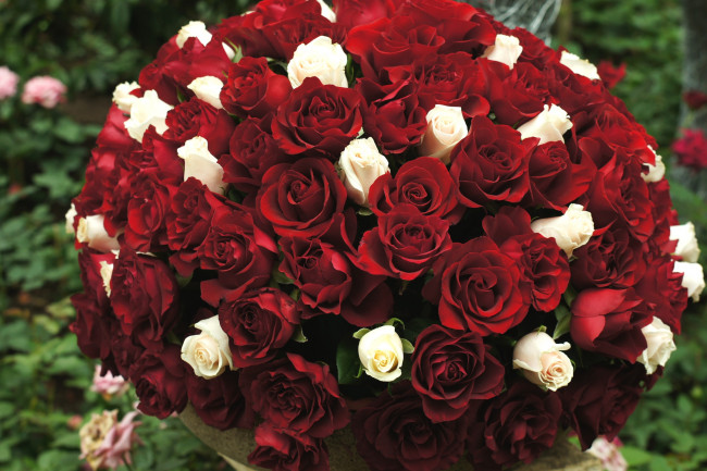 Обои картинки фото цветы, розы, много