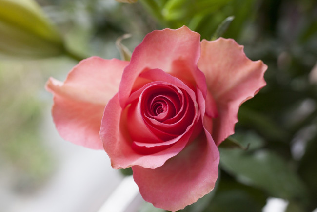 Обои картинки фото цветы, розы, макро, лепестки