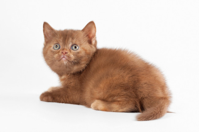 Обои картинки фото животные, коты, белый, фон, котёнок, кошка, кот