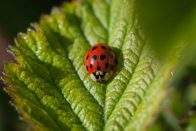 Обои картинки фото животные, божьи коровки, зеленый, макро, листок