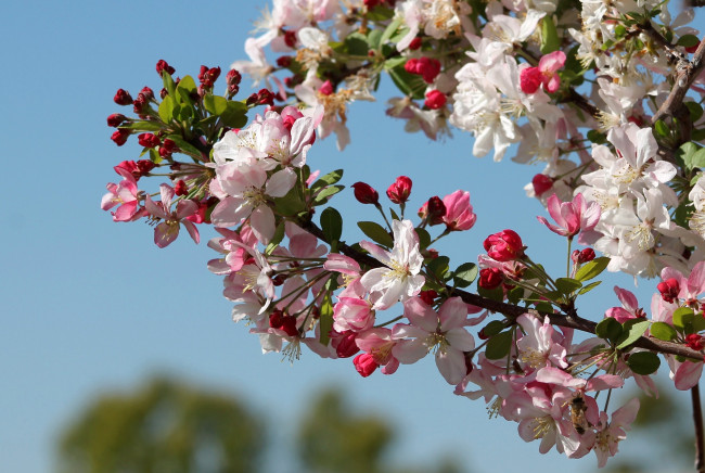 Обои картинки фото цветы, цветущие деревья ,  кустарники, весна