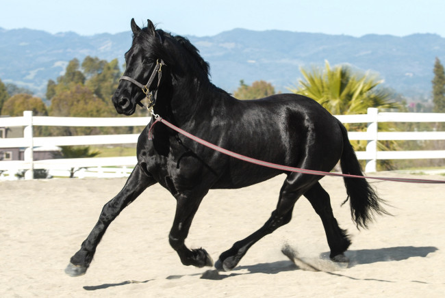 Обои картинки фото животные, лошади, красавец