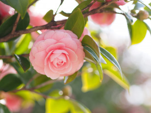 Картинка цветы камелии shrubs flowering leaf bud бутон цветение кустарник camellia листья камелия