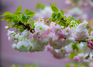 Картинка цветы цветущие+деревья+ +кустарники белые цветочки листья ветка цветение