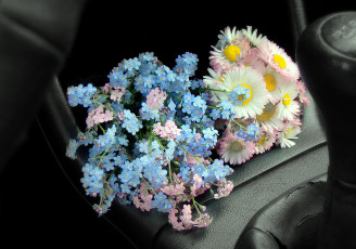 Картинка цветы разные+вместе маргаритки незабудки