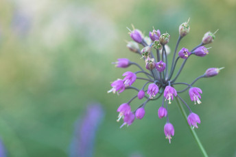 Картинка цветы аллиум+ декоративный+лук лук фон макро