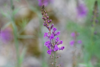 Картинка цветы луговые+ полевые +цветы сиреневые соцветие луг макро