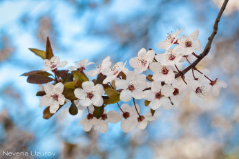 Картинка цветы цветущие+деревья+ +кустарники цветение ветка листья цветочки белые
