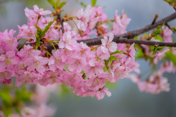 Картинка цветы цветущие+деревья+ +кустарники цветущая веточка цветки ветка листья
