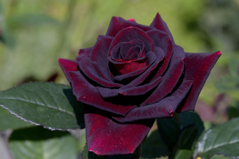 Картинка цветы розы rose leaves petals цветение bud бутон лепестки листья роза blossoms