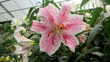 Картинка цветы лилии +лилейники крапинки