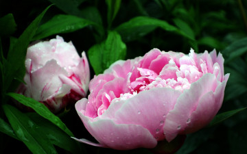 Картинка цветы пионы розовый