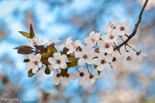 Обои картинки фото цветы, цветущие деревья ,  кустарники, цветение, ветка, листья, цветочки, белые