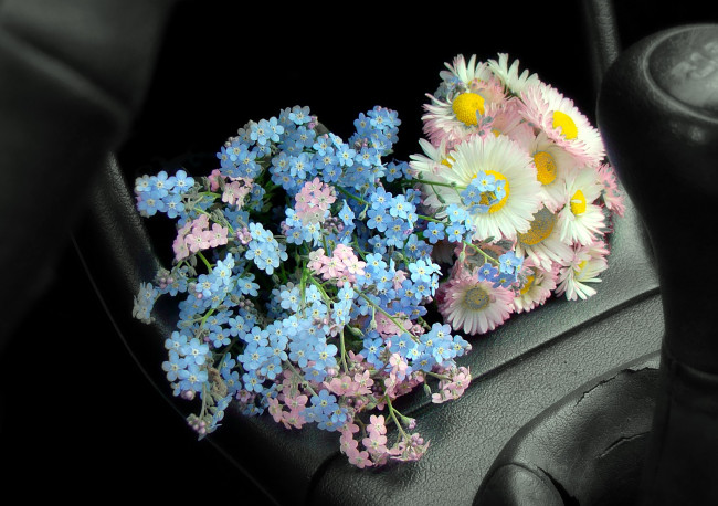 Обои картинки фото цветы, разные вместе, маргаритки, незабудки