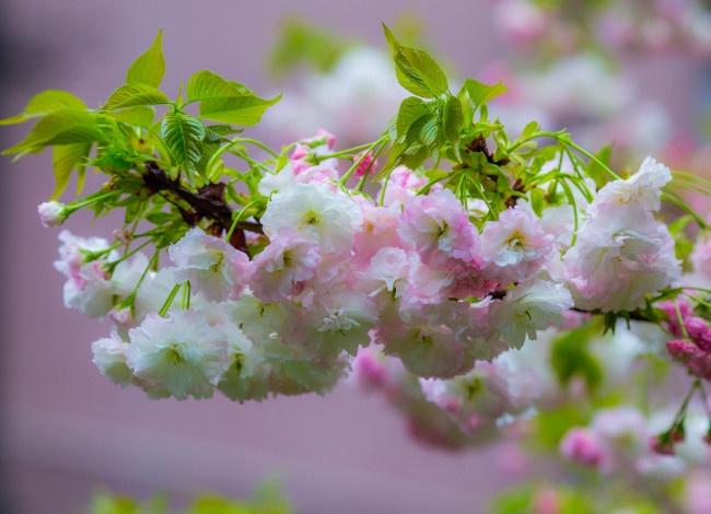 Обои картинки фото цветы, цветущие деревья ,  кустарники, белые, цветочки, листья, ветка, цветение