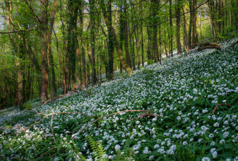 Картинка природа лес трава цветы