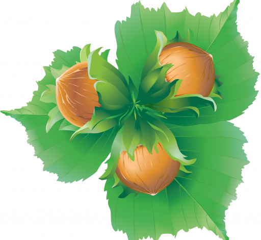 Обои картинки фото векторная графика, природа , nature, фон, листья, орехи