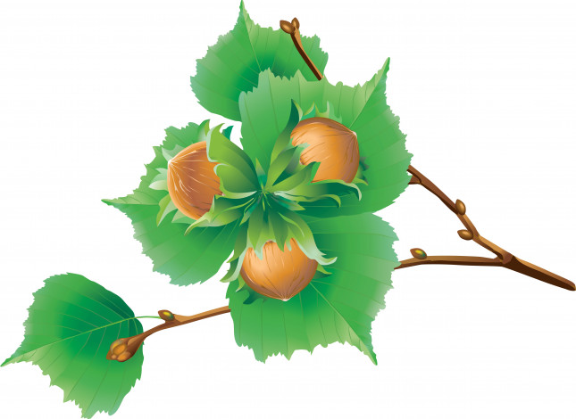 Обои картинки фото векторная графика, природа , nature, ветка, орехи