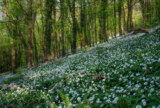 Обои картинки фото природа, лес, трава, цветы