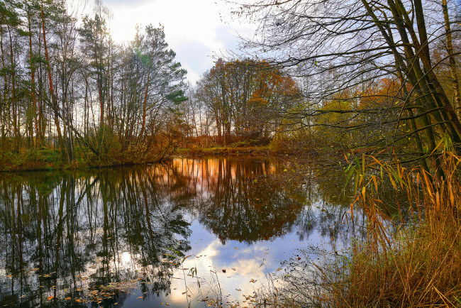 Обои картинки фото природа, реки, озера, река, лес