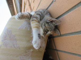 Картинка животные коты кошка