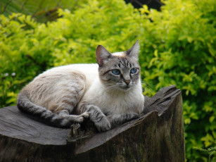 Картинка животные коты взгляд