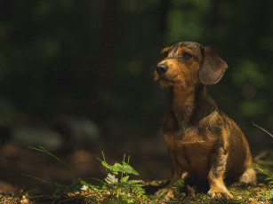 Картинка животные собаки пес