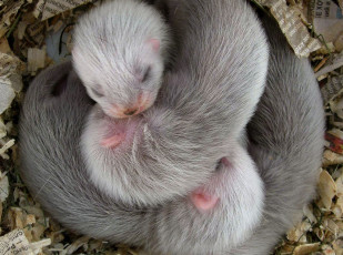 Картинка животные хорьки +куницы +горностаи +ласки +соболи гнездо сон детеныши бумажки