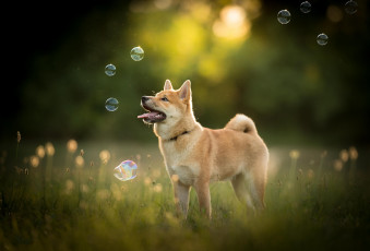 Картинка животные собаки пес