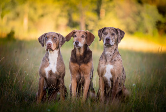 Картинка животные собаки пес