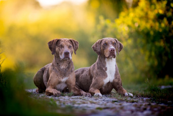 Картинка животные собаки пес