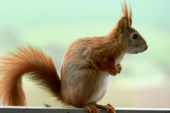 Картинка животные белки взгляд профиль