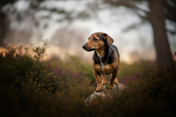 Картинка животные собаки пес