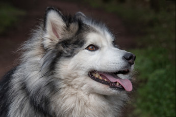 Картинка животные собаки пес