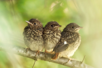 Картинка животные птицы птенцы ветка малыши
