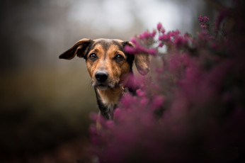 Картинка животные собаки пес