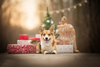 Картинка животные собаки пес