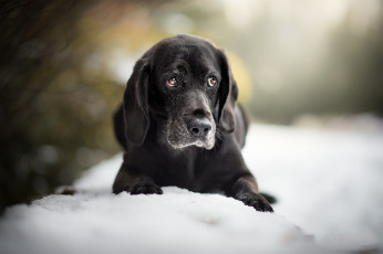 Картинка животные собаки пес