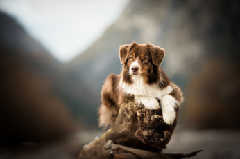 Картинка животные собаки пес